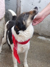 LUISE, Hund, Mischlingshund in Rumänien - Bild 4