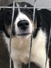 LUISE, Hund, Mischlingshund in Rumänien - Bild 9