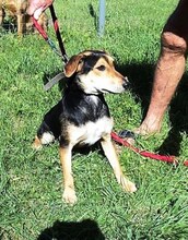 BRUNO, Hund, Mischlingshund in Ungarn - Bild 1