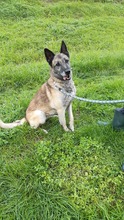 BEKY, Hund, Mischlingshund in Slowakische Republik - Bild 1