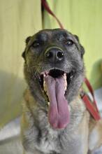 BEKY, Hund, Mischlingshund in Slowakische Republik - Bild 14