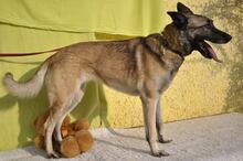 BEKY, Hund, Mischlingshund in Slowakische Republik - Bild 16