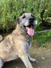 BEKY, Hund, Mischlingshund in Slowakische Republik - Bild 2
