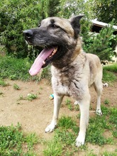 BEKY, Hund, Mischlingshund in Slowakische Republik - Bild 22