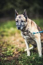 BEKY, Hund, Mischlingshund in Slowakische Republik - Bild 3