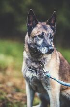 BEKY, Hund, Mischlingshund in Slowakische Republik - Bild 5