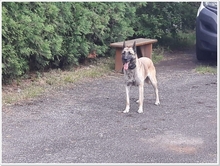 BEKY, Hund, Mischlingshund in Slowakische Republik - Bild 8