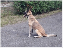 BEKY, Hund, Mischlingshund in Slowakische Republik - Bild 9