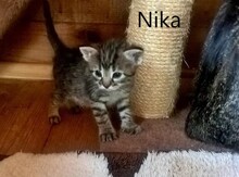 NIKA, Katze, Europäisch Kurzhaar in Spanien - Bild 11