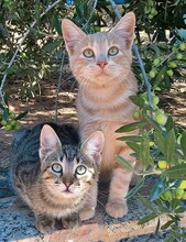 PIRRO, Katze, Europäisch Kurzhaar in Spanien - Bild 3