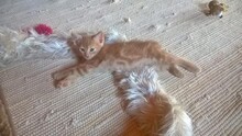 PIRRO, Katze, Europäisch Kurzhaar in Spanien - Bild 9