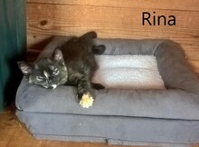 RINA, Katze, Europäisch Kurzhaar in Spanien - Bild 6