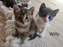 TESORO, Katze, Europäisch Kurzhaar in Spanien - Bild 13