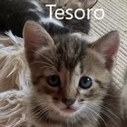 TESORO, Katze, Europäisch Kurzhaar in Spanien - Bild 6
