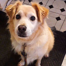 ALEMIX, Hund, Mischlingshund in Gyhum