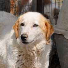 MIRIA, Hund, Mischlingshund in Griechenland - Bild 1