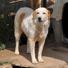 MIRIA, Hund, Mischlingshund in Griechenland - Bild 3
