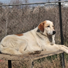 MIRIA, Hund, Mischlingshund in Griechenland - Bild 4