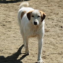 MIRIA, Hund, Mischlingshund in Griechenland - Bild 5