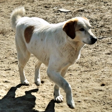 MIRIA, Hund, Mischlingshund in Griechenland - Bild 6