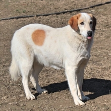 MIRIA, Hund, Mischlingshund in Griechenland - Bild 8