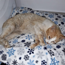 ORO, Katze, Europäisch Kurzhaar in Spanien - Bild 3