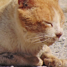 ORO, Katze, Europäisch Kurzhaar in Spanien - Bild 5