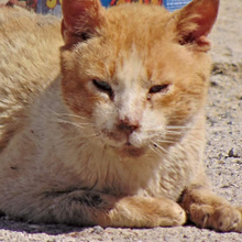 ORO, Katze, Europäisch Kurzhaar in Spanien - Bild 6