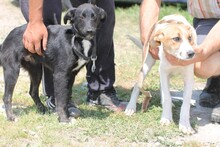 AMIDA, Hund, Mischlingshund in Rumänien - Bild 2