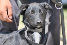 AMIDA, Hund, Mischlingshund in Rumänien - Bild 3