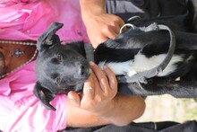 AMIDA, Hund, Mischlingshund in Rumänien - Bild 4