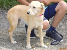 SULTAN, Hund, Mischlingshund in Slowakische Republik - Bild 3