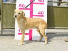 SULTAN, Hund, Mischlingshund in Slowakische Republik - Bild 4