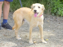 SULTAN, Hund, Mischlingshund in Slowakische Republik - Bild 5