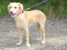 SULTAN, Hund, Mischlingshund in Slowakische Republik - Bild 6
