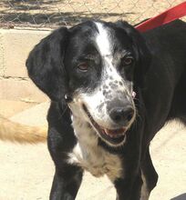 LAYKA, Hund, Mischlingshund in Spanien - Bild 1