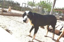 LAYKA, Hund, Mischlingshund in Spanien - Bild 2