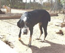 LAYKA, Hund, Mischlingshund in Spanien - Bild 3