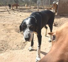 LAYKA, Hund, Mischlingshund in Spanien - Bild 4