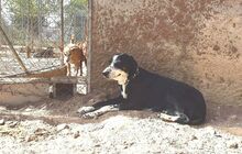 LAYKA, Hund, Mischlingshund in Spanien - Bild 5