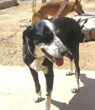 LAYKA, Hund, Mischlingshund in Spanien - Bild 6