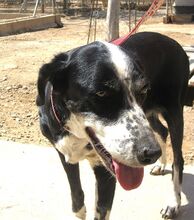 LAYKA, Hund, Mischlingshund in Spanien - Bild 7