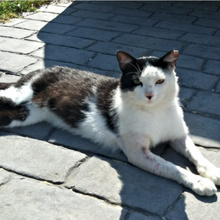 PORTHOS, Katze, Europäisch Kurzhaar in Spanien - Bild 1