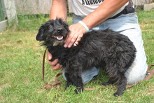 TIA, Hund, Mischlingshund in Ungarn - Bild 1