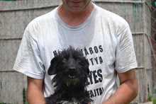 TIA, Hund, Mischlingshund in Ungarn - Bild 2