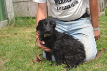 TIA, Hund, Mischlingshund in Ungarn - Bild 3