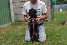 TIA, Hund, Mischlingshund in Ungarn - Bild 4