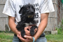 TIA, Hund, Mischlingshund in Ungarn - Bild 5