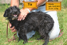 TIA, Hund, Mischlingshund in Ungarn - Bild 6