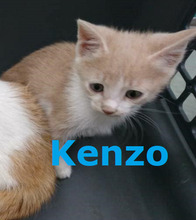 KENZO, Katze, Europäisch Kurzhaar-Mix in Hannover - Bild 1